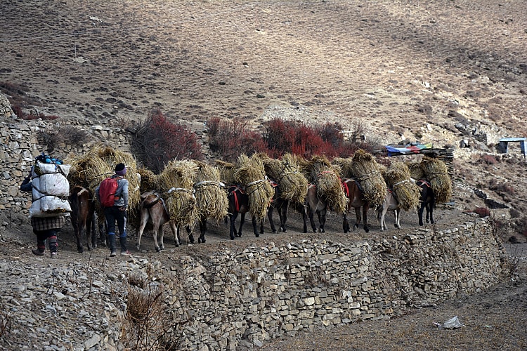 Trek dans la vallée secrète de Naar Phu au Népal Trek dans la vallée secrète de Naar Phu au Népal