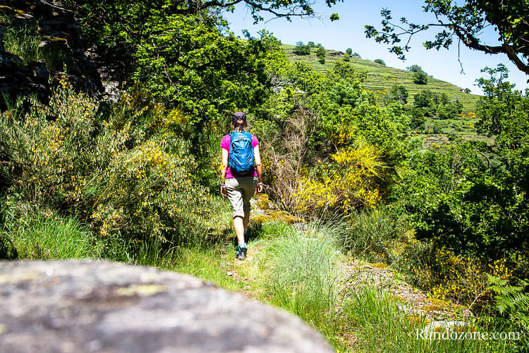 Sentier au milieu des genets en fleurs