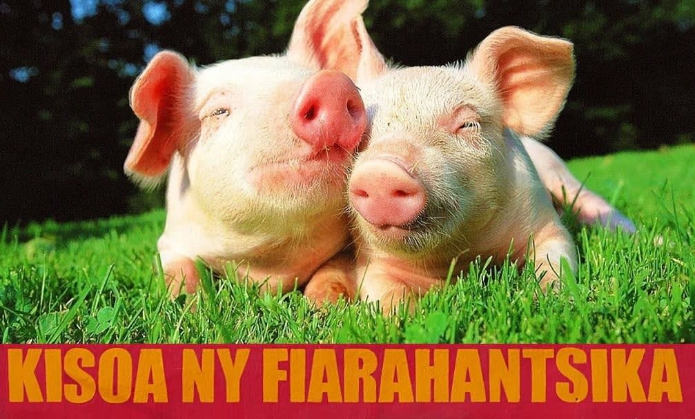 Image de couverture de Tout est bon dans le cochon en matière de greffes d’organes