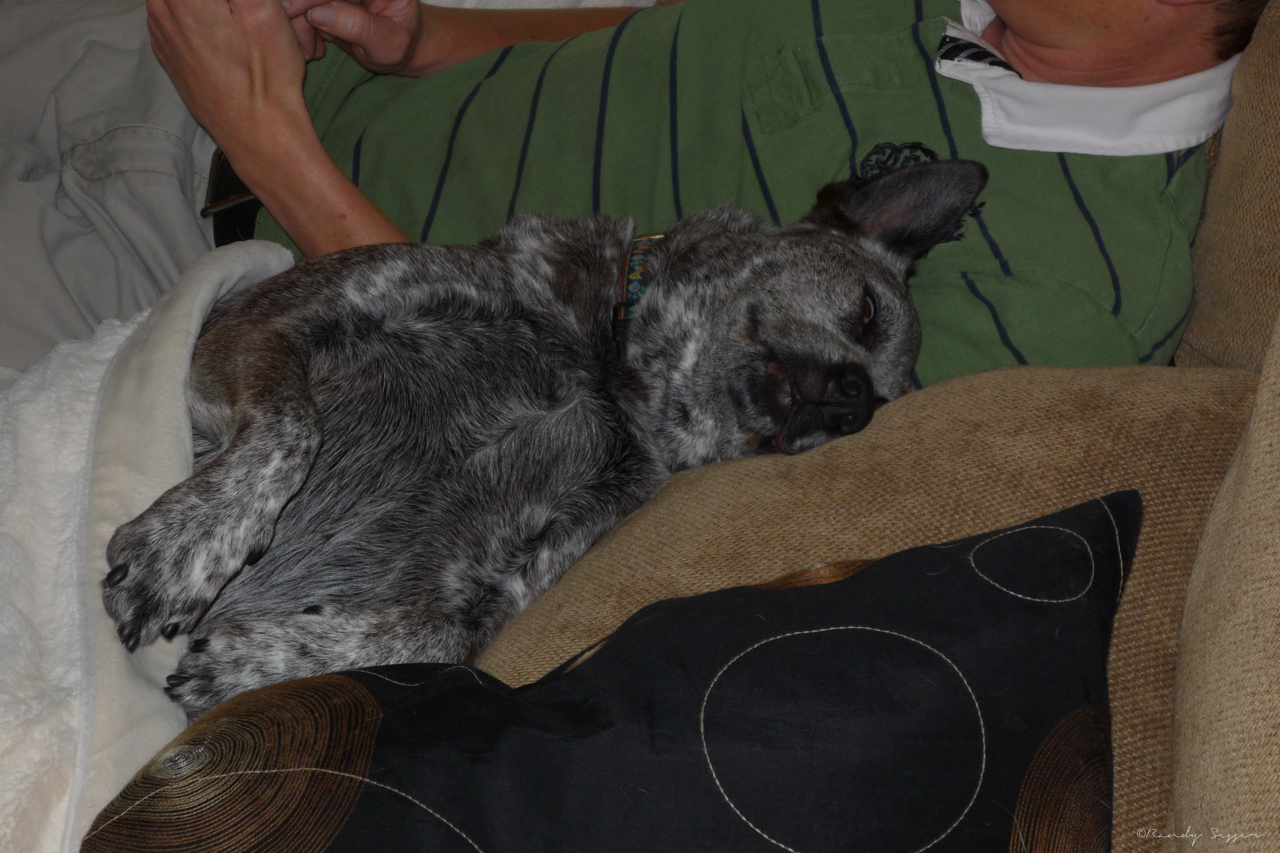 She had a habit of laying right up against me. I remember nights when I had about 14&quot; of mattress in our king size bed.