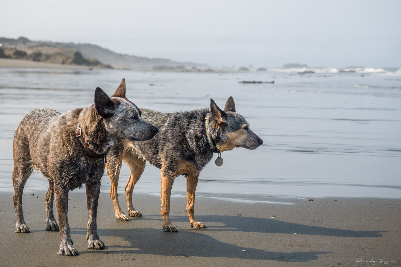 Lilly and Luna on a beach in central Oregon