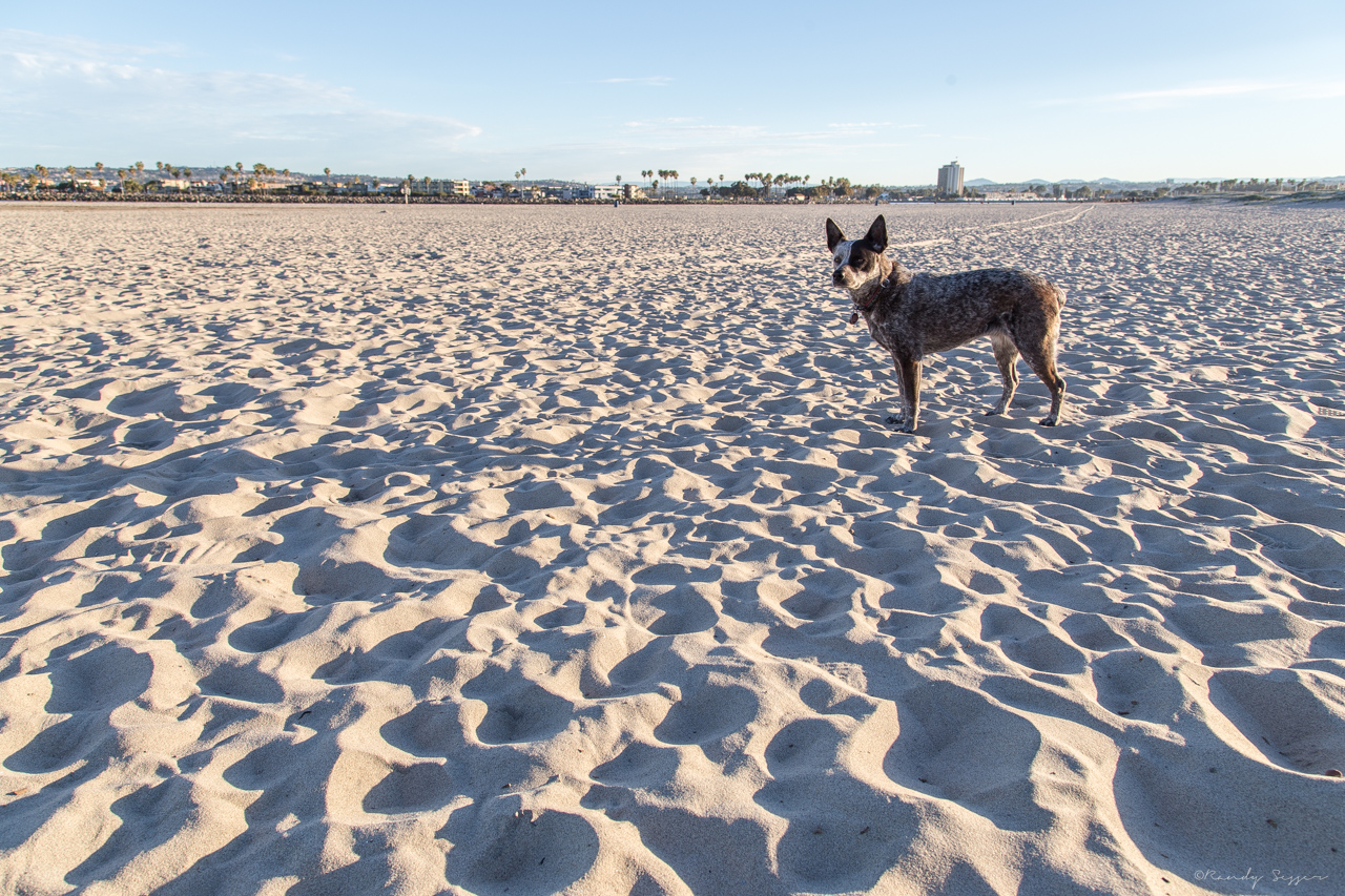 Lilly enjoying an early morning romp in Ocean Beach, CA