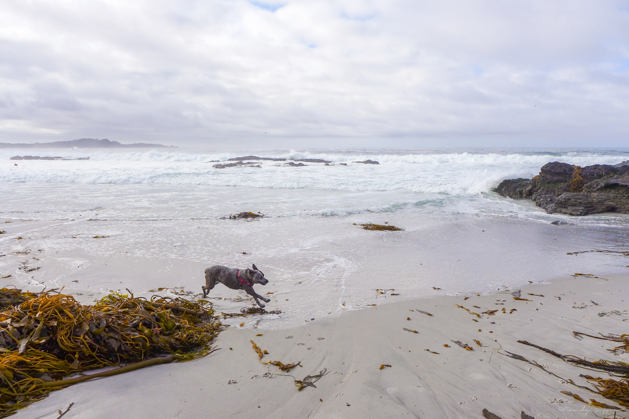 On the beach in Carmel, CA