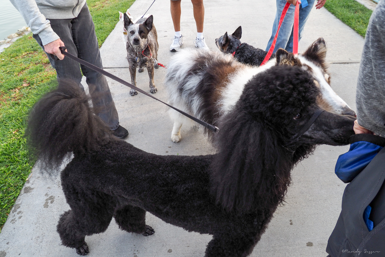 Lilly with her old friends Simone and Buddy