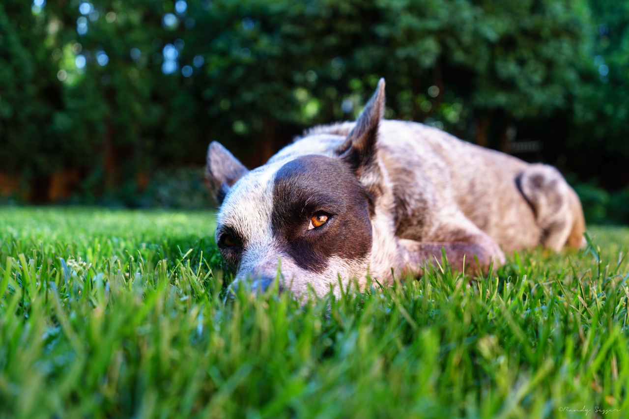 Lilly trying to beat the 100º heat here in Portland