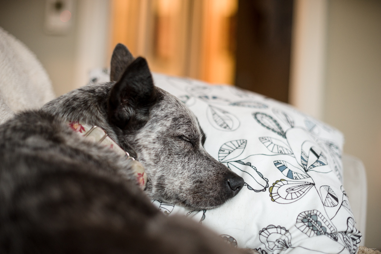 One of her most favorite things; being queen of pillows