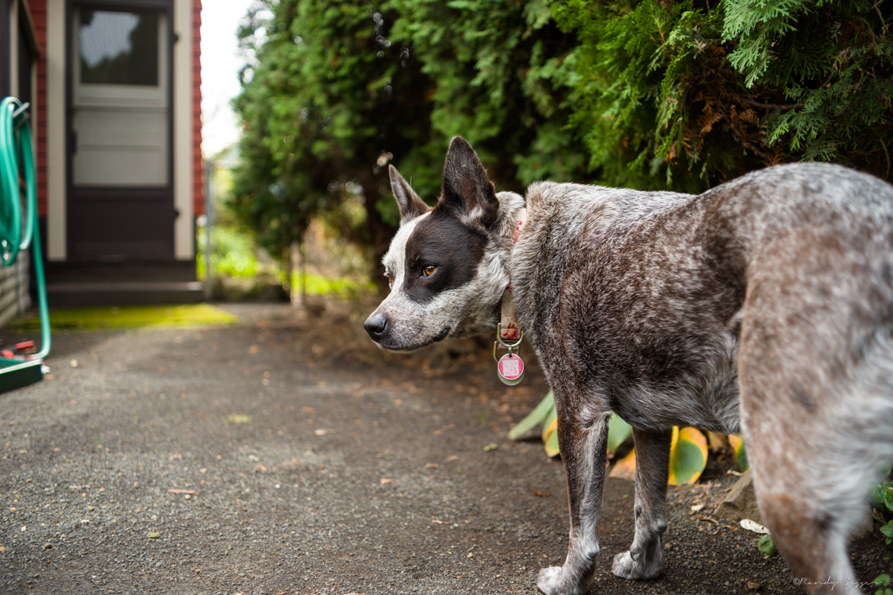 Lilly in her backyard. On the lookout for squirrels