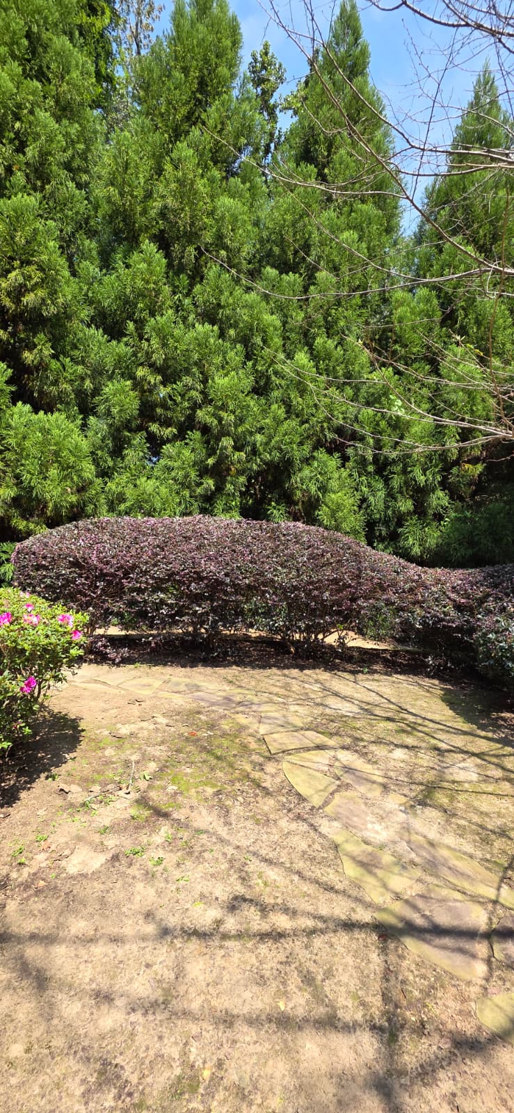 Tree pruning service