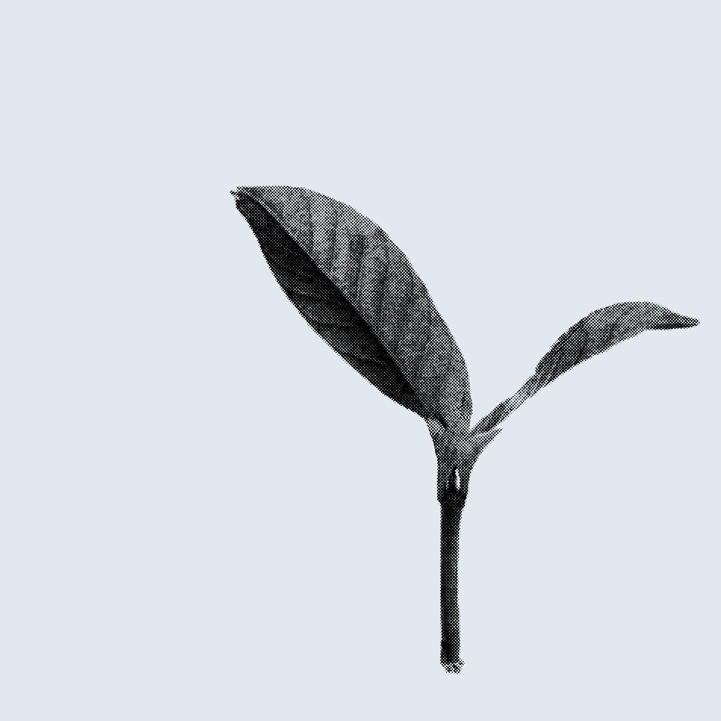 A literal sprout