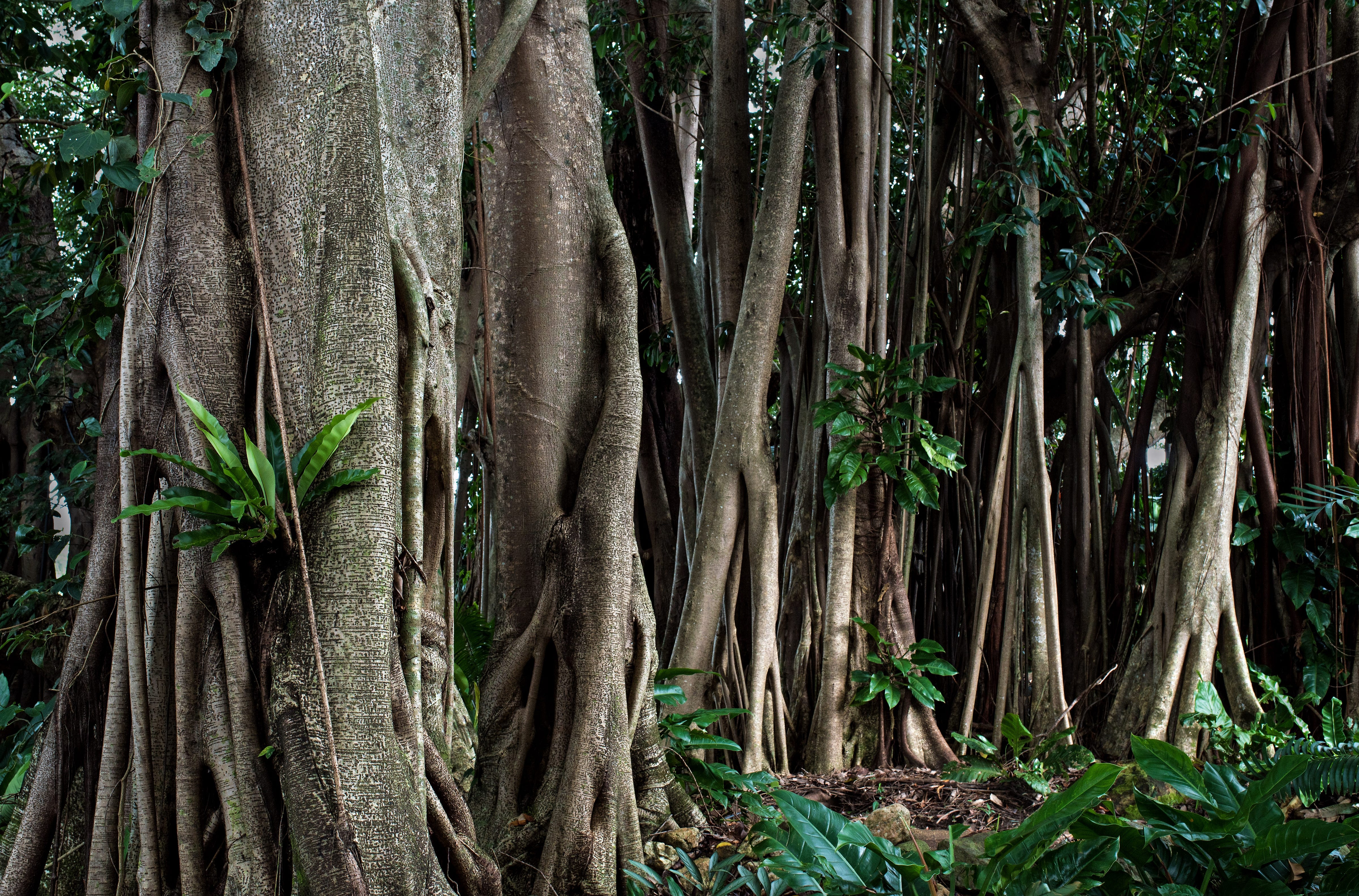 strangler fig tree