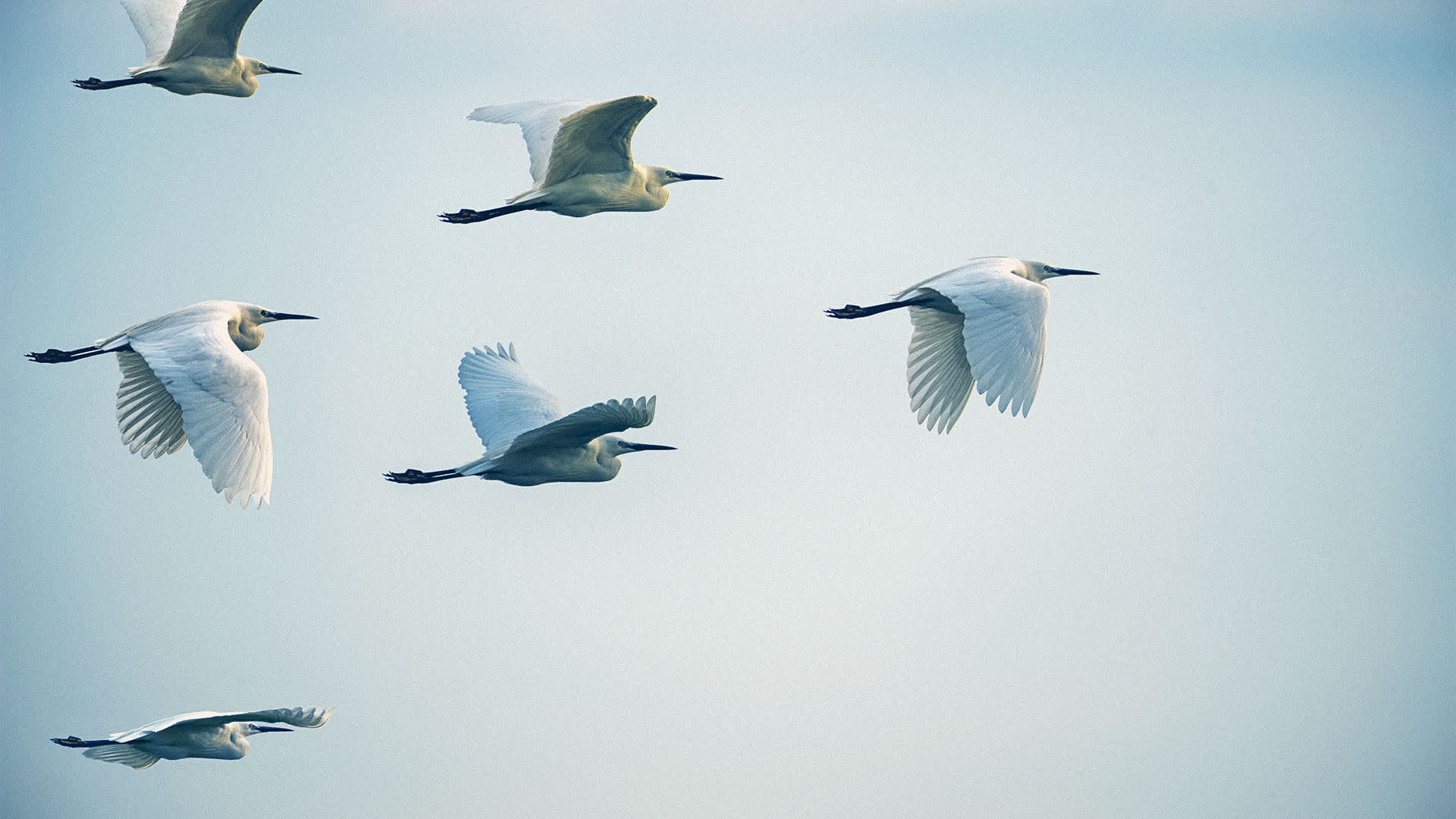 flying birds