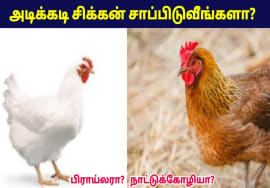 சிக்கன் சாப்பிட வேண்டாம் | Broiler Chicken vs Country Chicken Health Benefits