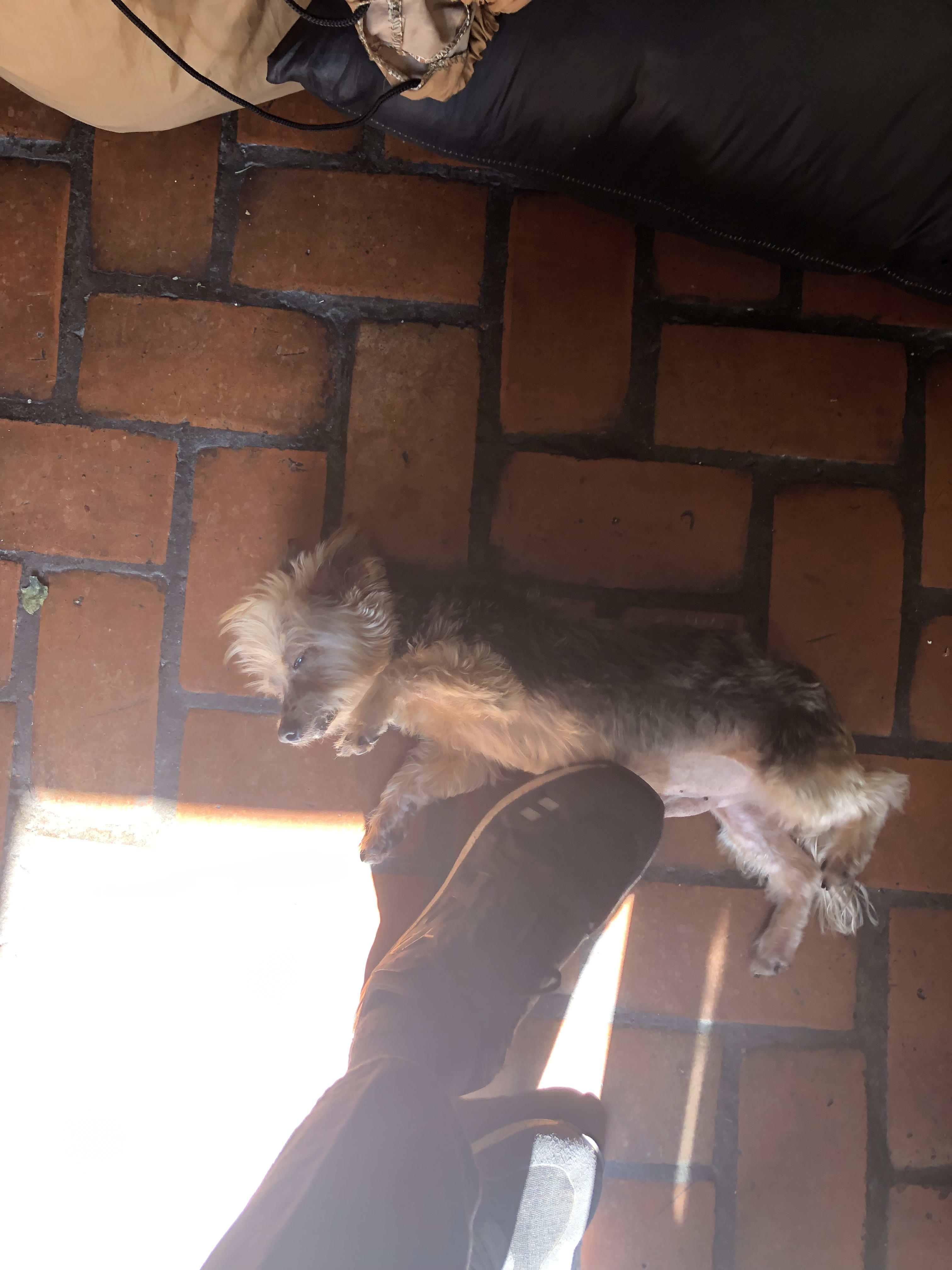 RIP Peanut, all he ever wanted was belly rubs