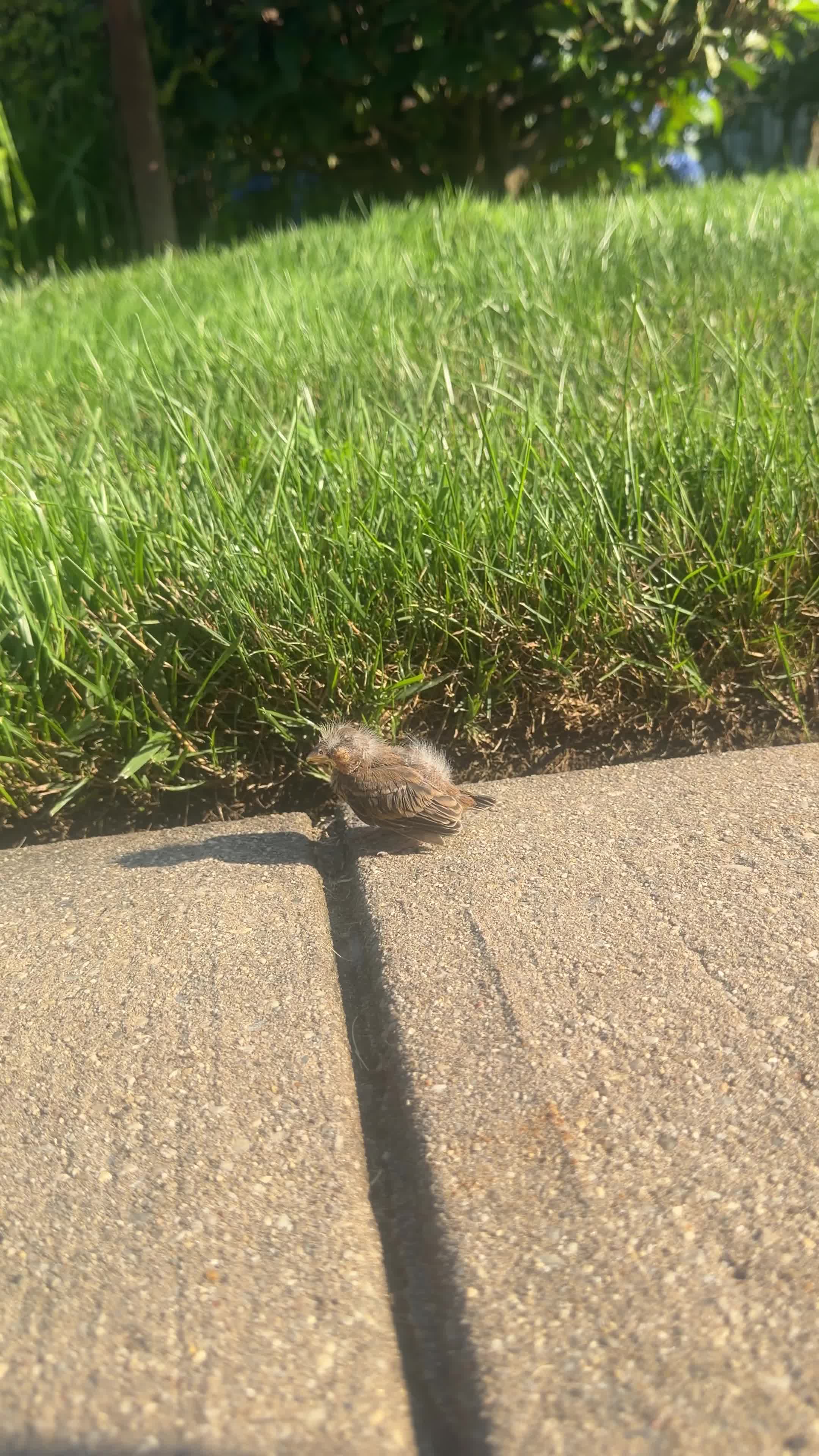 Came across this little one learning how to fly, surprised they let me pet them.