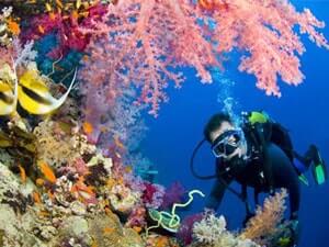 Scuba diving on a coral reef