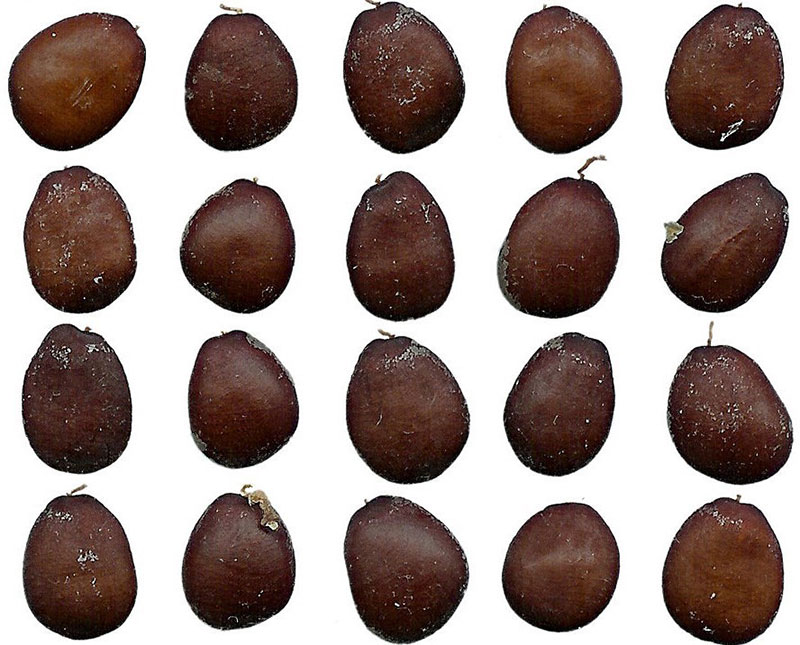 Ceratonia_seeds.jpg