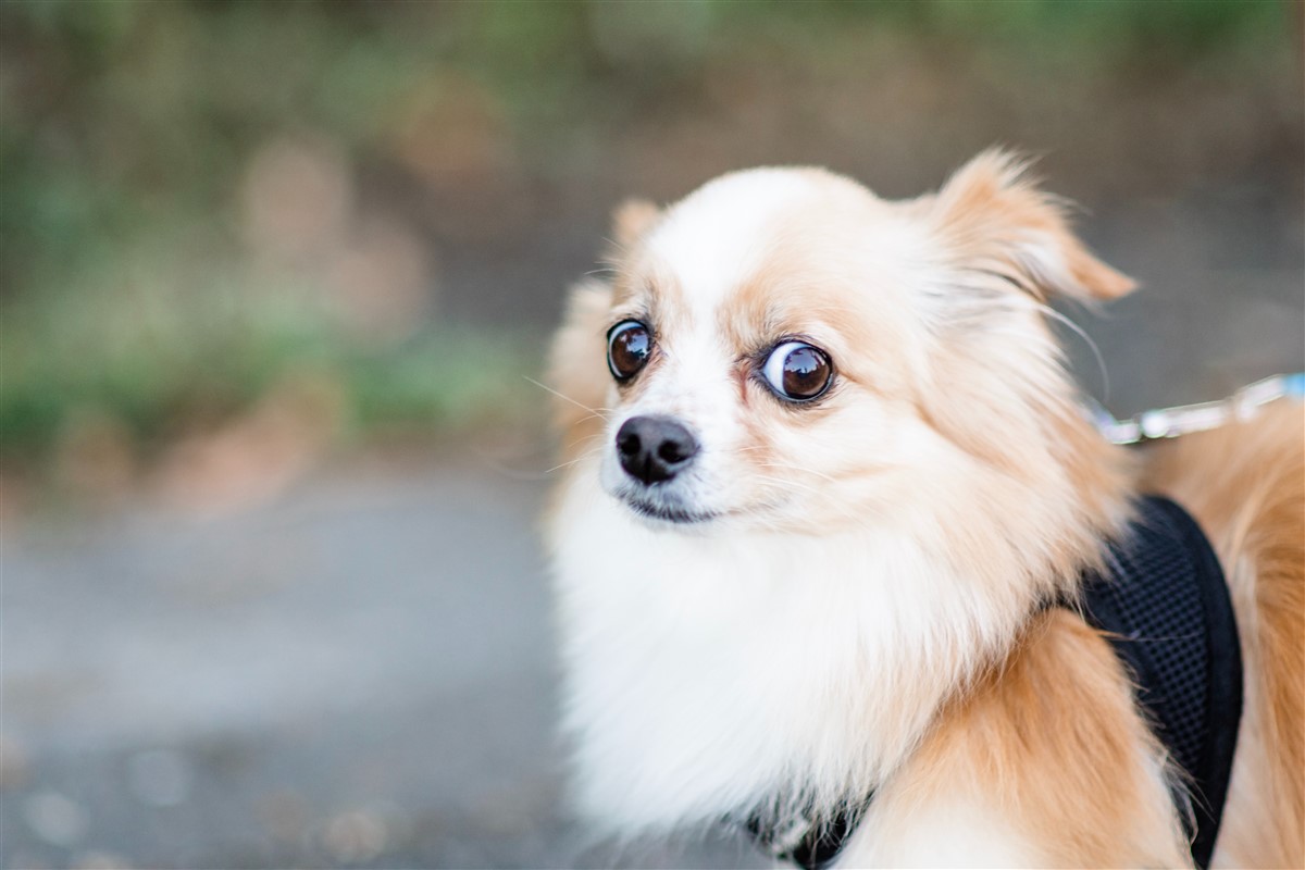 A cute puppy looking scared