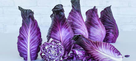 The History of Kalibos Cabbage | Baker Creek Heirloom Seeds