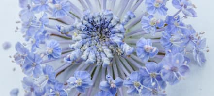 How to Grow Lace Flowers | Baker Creek Heirloom Seeds