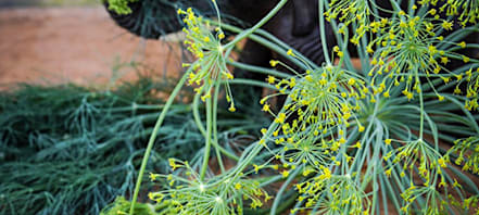 How To Grow Dill | Baker Creek Heirloom Seeds