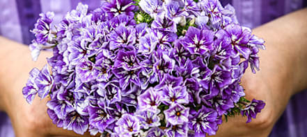 How To Grow Phlox | Baker Creek Heirloom Seeds