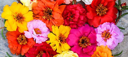 How To Grow Portulaca | Baker Creek Heirloom Seeds