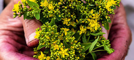 summer flower seeds Summer Bloom main image 1
