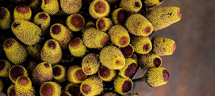 milo seed for planting Recleaned Milo for Birds & Wildlife