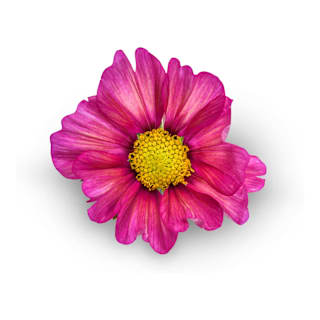 Cosmos Double Click Bicolor Pink - Cosmos Bipinnatus &agrave; Fleurs Doubles