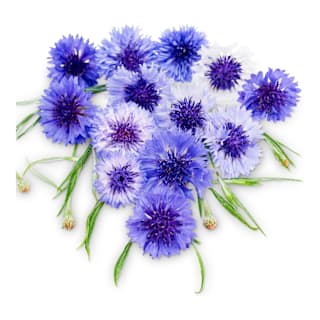 Bachelor Button Cornflower Mixed Seeds - NON-GMO Heirloom, Easy To Grow Flowers