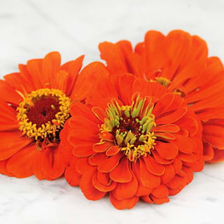 新品　ガラム210-100 MD BKバックオレンジベリー カーペンター GRM(ガラム) 100-210 MD ブラックバックオレンジベリー