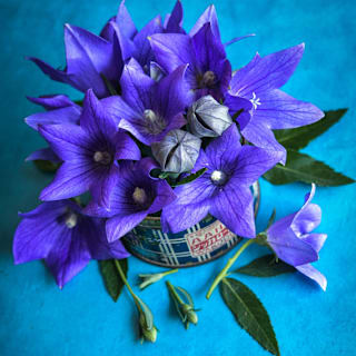 Fuji Blue Balloon Flower Seeds | Baker Creek Heirloom Seeds