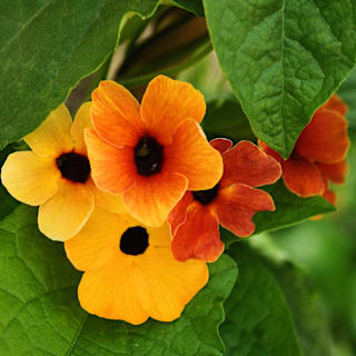 インドゾウ African Sunset Mix Black-Eyed Susan Vine Seeds | RareSeeds