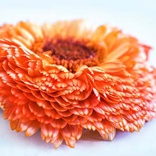 Caléndula Pink Surprise - Mercado Vivo - Foto 2