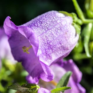 Canterbury Bells Rainbow Mix Seeds | RareSeeds