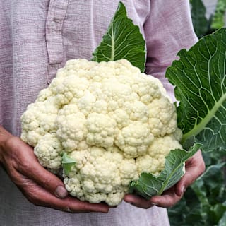Rober Cauliflower Seeds | RareSeeds.com