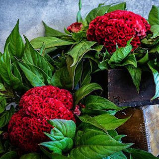 Öffen pointed-CELOSIA / BLACK Öffen pointed-CELOSIA / BLACK Öffen pointed-CELOSIA / BLACK 9+