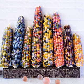 Glass Gem Corn Seeds | Baker Creek Heirloom Seeds