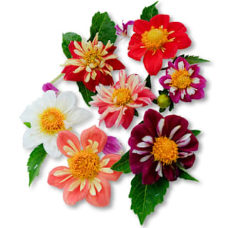 Dandy Improved Dahlia Seeds | Baker Creek Heirloom Seeds