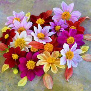 Mignon Single Mix Dahlia Seeds | RareSeeds