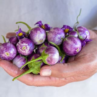 Thai Lavender Frog Egg Eggplant Seeds | RareSeeds.com
