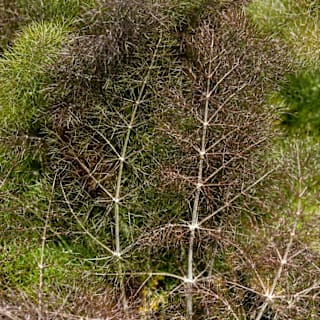 FENNEL ガーデン Amazon.com: Fennel Seed for Planting - 1 Packet with Instructions
