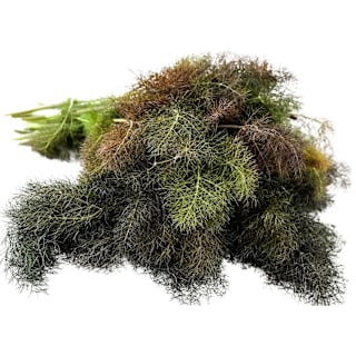 FENNEL ガーデン Amazon.com: Fennel Seed for Planting - 1 Packet with Instructions