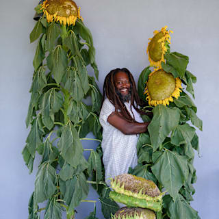 Mammoth Grey Sunflower Seeds | Baker Creek Seeds