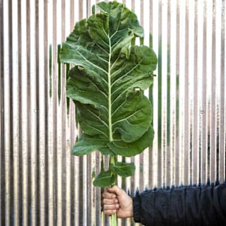 Thousandhead Kale Seeds | Baker Creek Heirloom Seeds