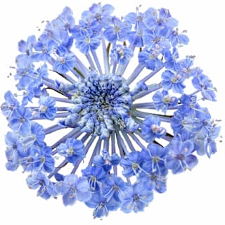 Blue Lace Flower Seeds | Baker Creek Heirloom Seeds