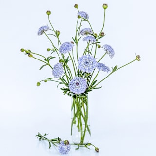 Blue Lace Flower Seeds | Baker Creek Heirloom Seeds