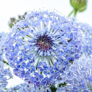 Blue Lace Flower Seeds | Baker Creek Heirloom Seeds