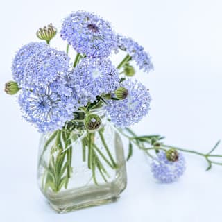 Blue Lace Flower Seeds | Baker Creek Heirloom Seeds