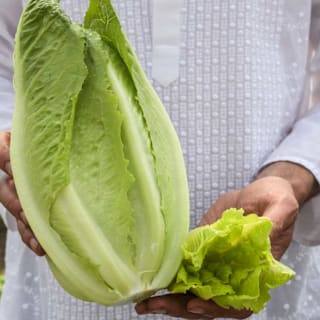 Seeds 500 Paris Island Cos Lattuga Romain 2017 (all Non-ogm Seeds - Foto 10